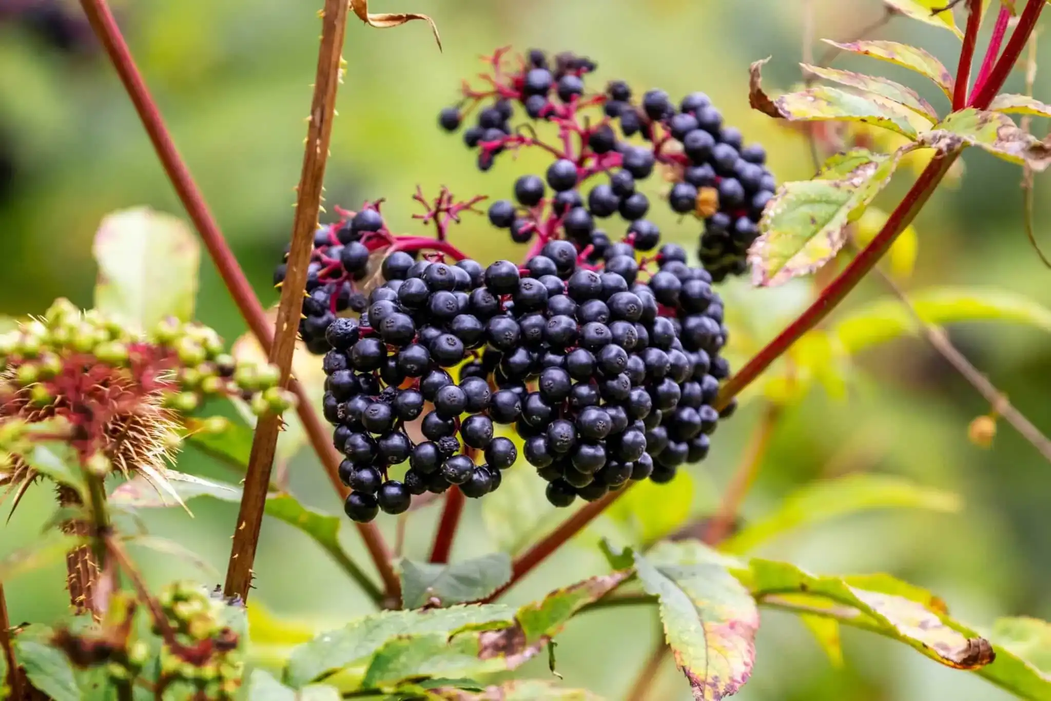 What Are the Potential Side Effects of Elderberry Extract?